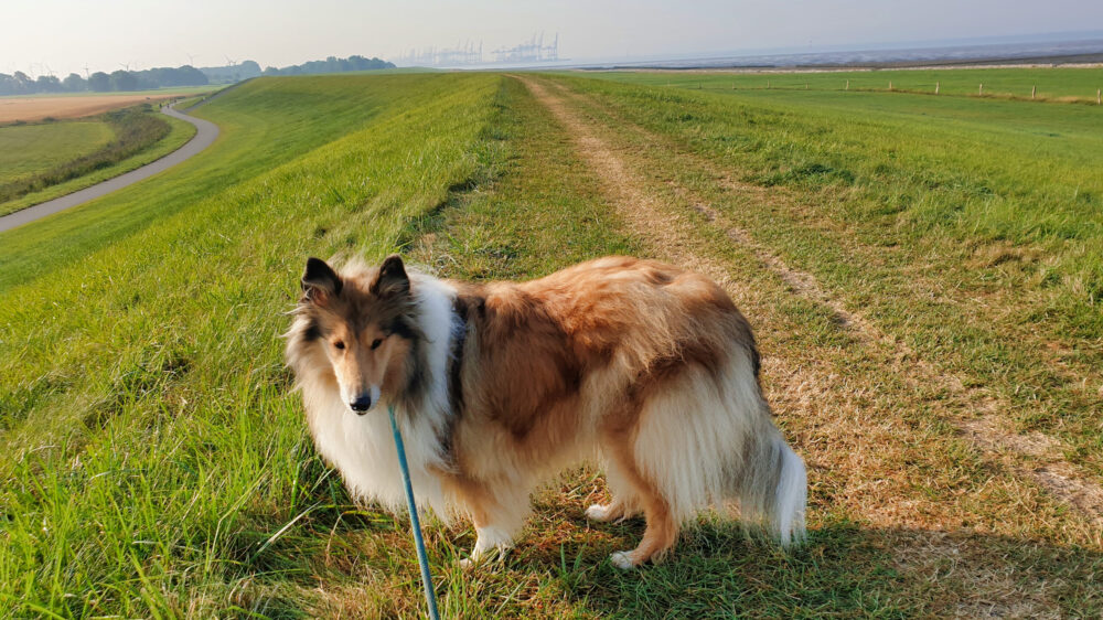 Urlaub mit Hund